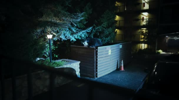 Черные Медведи Ursus Americanus Находят Пищу Городе Ночью Увеличения Своего — стоковое видео