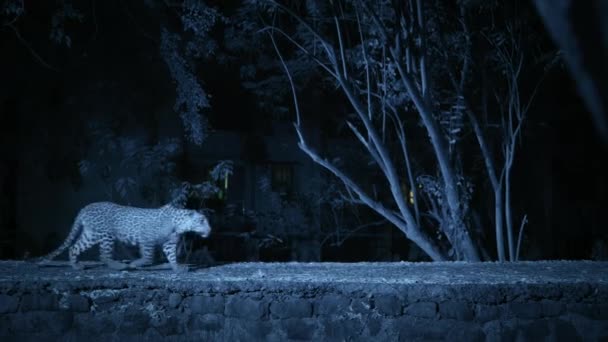 Leoparlar Geceleri Mumbais Caddelerinde Mumbai Hindistan Sinsice Dolaşıyor — Stok video