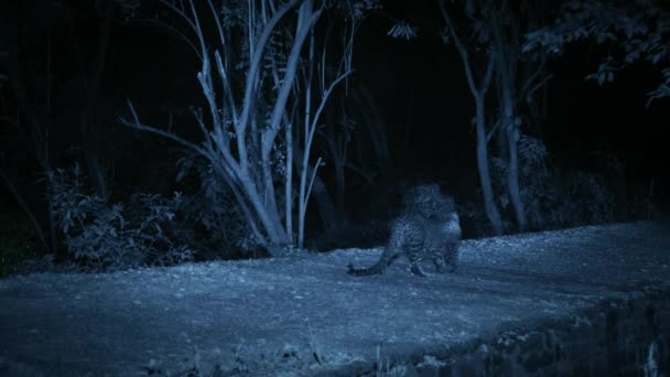 Leoparlar Geceleri Mumbais Caddelerinde Mumbai Hindistan Sinsice Dolaşıyor — Stok video
