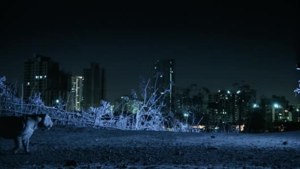 Λεοπάρδαλη Που Παραμονεύουν Και Νυχτερινοί Δρόμοι Mumbais Νύχτα Βομβάη Ινδία — Αρχείο Βίντεο
