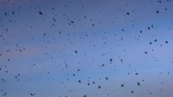 Huge Flock Vaux Swifts Chaetura Vauxi Migration Americas West Coast — Stock Video