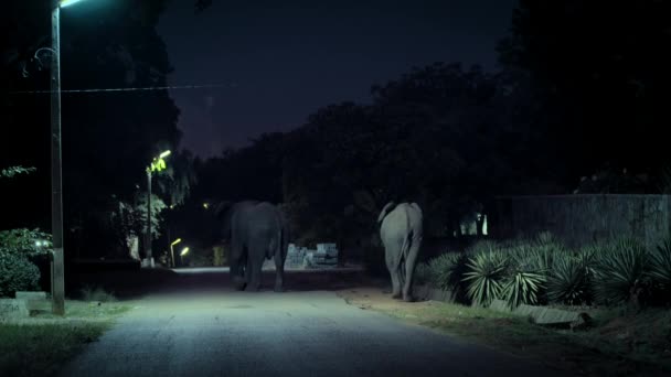Elefanten Promenader Genom Centrum Staden Och Bete Med Kalvar Natten — Stockvideo
