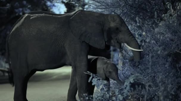 Elefánt Végigsétál Városközponton Borjakkal Legel Éjszaka Dél Afrikai Városban — Stock videók