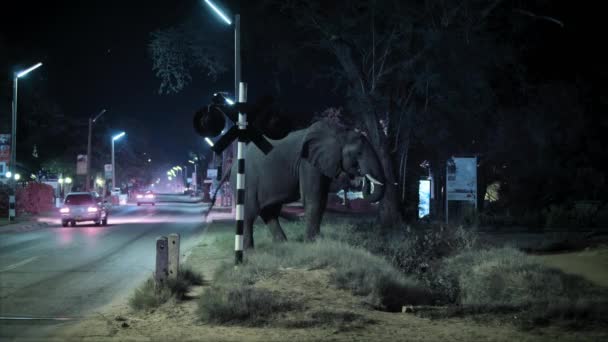 Elefante Caminhando Pelo Centro Cidade Pastando Com Bezerros Noite Cidade — Vídeo de Stock