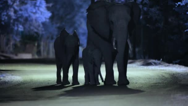 南アフリカの都市で夜に子牛と一緒に町や放牧の中心部を歩く象 — ストック動画