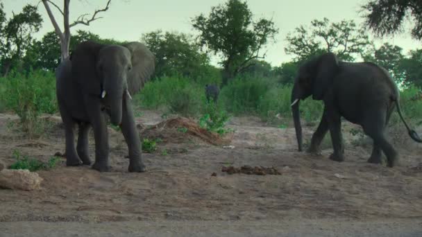 Una Manada Elefantes Caminando Por Centro Ciudad Pastando Con Terneros — Vídeo de stock