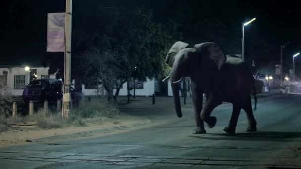 Elefante Caminhando Pelo Centro Cidade Pastando Com Bezerros Noite Cidade — Vídeo de Stock
