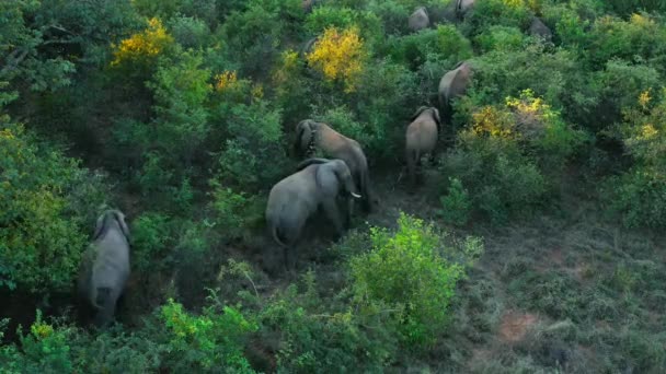 Стадо Миграции Слонов Выпаса Телят Ночью Южной Африке — стоковое видео