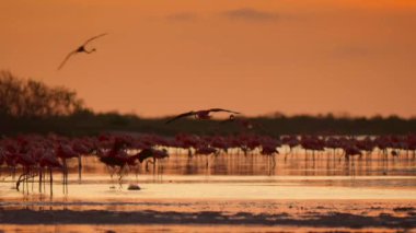 Bir Karayip flamingo sürüsü (Phoenicopterus ruber) ve günbatımı ile üreme mevsiminde olan civcivler, Yucatan Yarımadası, Meksika.