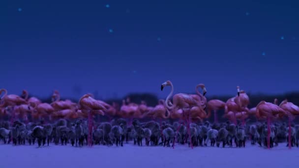 Bir Karayip Flamingo Sürüsü Phoenicopterus Ruber Geceleri Üreme Mevsiminde Olan — Stok video