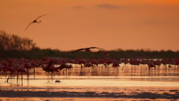 Stado Karaibskich Flamingów Fenicopterus Ruber Piskląt Sezonie Lęgowym Zachodem Słońca — Wideo stockowe