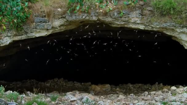 Meksika Nın Serbest Kuyruklu Yarasaları Brezilya Nın Serbest Kuyruklu Yarasaları — Stok video