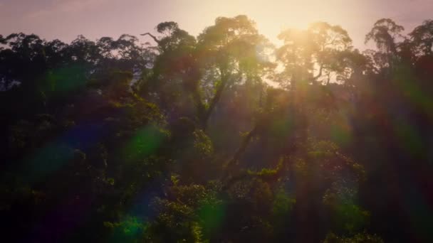 Aerial View Forest Area Khao Yai National Park World Heritage — Stock Video