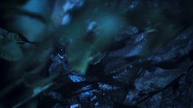 Bir dişi kolugo (Galeopterus variegatus) ve bebek gece ağaçların tepesinde, Singapur.