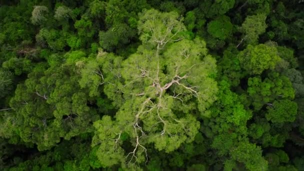 Khao Yai Ulusal Parkı Ndaki Orman Manzarası Dünya Mirası Tayland — Stok video