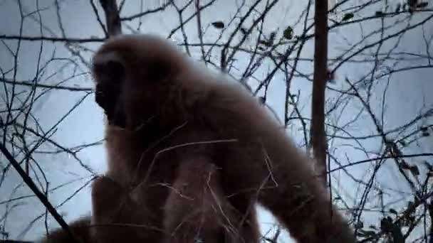 Gibony Lub Gibbony Hylobates Lar Dzwoniące Wspinające Się Naturalnym Lesie — Wideo stockowe