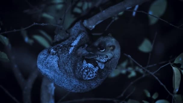 Ein Colugo Weibchen Galeopterus Variegatus Mit Nächtlichem Baby Baumkrone Singapur — Stockvideo