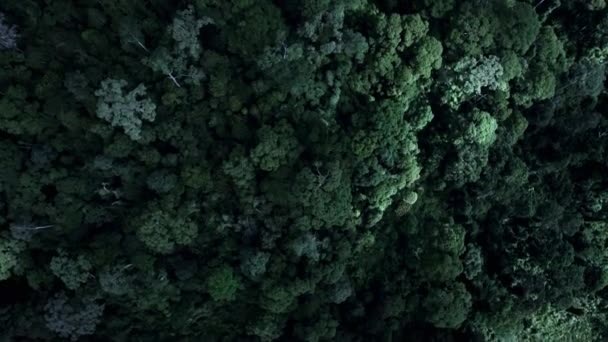 Vista Aérea Zona Forestal Parque Nacional Khao Yai Patrimonio Humanidad — Vídeos de Stock