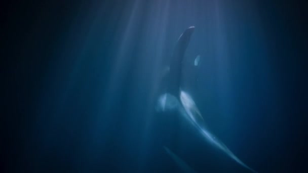 Orca Killer Whale Orcinus Orca Swimming Undersea Norwegian Sea Fjords — Stock Video