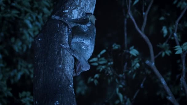 Bir Dişi Kolugonun Galeopterus Variegatus Yavaş Hareketi Geceleri Ağaçların Tepesinden — Stok video