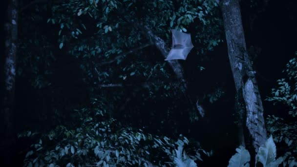 Slowmotion Female Colugo Galeopterus Variegatus Baby Gliding Treetop Night Singapore — Vídeo de stock