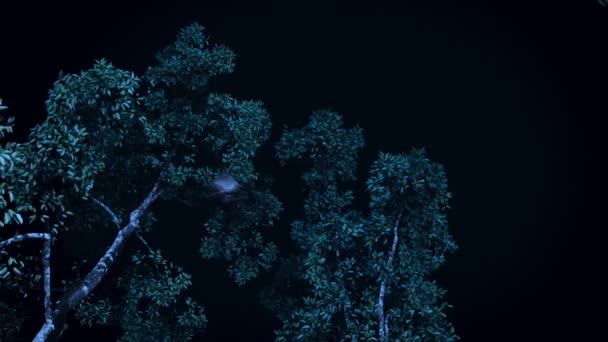 Slowmotion Female Colugo Galeopterus Variegatus Baby Gliding Treetop Night Singapore — Vídeo de stock