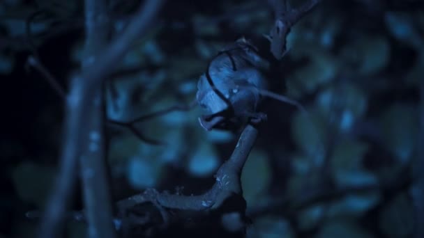 シンガポールの木の上で夜の赤ちゃんを持つ女性のクルーゴ Galeopterus Variegatus — ストック動画