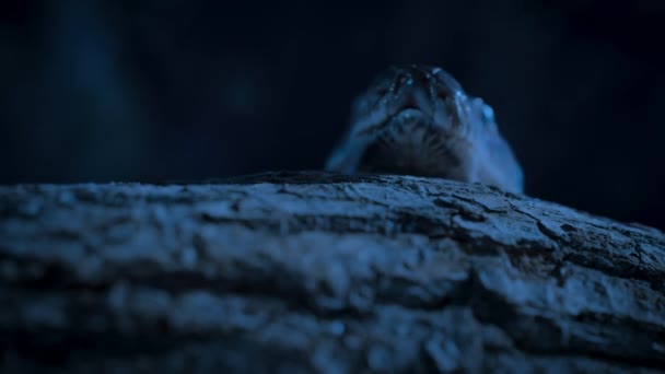 Nahaufnahme Des Netzpythons Malayopython Reticulatus Der Nachts Auf Einem Baum — Stockvideo