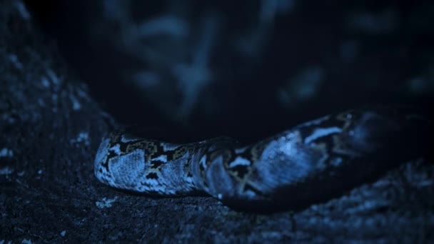 Geceleyin Ağaçta Sürünen Retikülatus Malayopython Reticulatus Yaklaş Singapur — Stok video