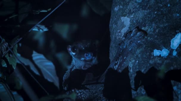 シンガポールの木の上で夜の赤ちゃんを持つ女性のクルーゴ Galeopterus Variegatus — ストック動画