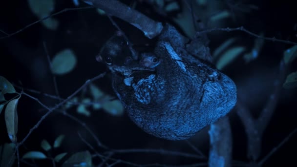 Female Colugo Galeopterus Variegatus Baby Nocturnal Treetop Night Singapore — Stock Video
