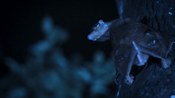 Female Colugo Galeopterus Variegatus Baby Nocturnal Treetop Night Singapore — Stock Video