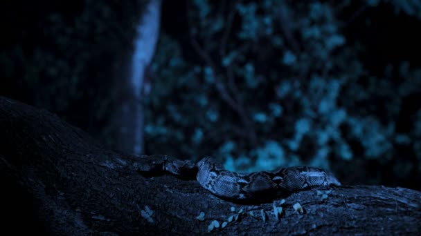 Close Van Gereconditioneerde Python Malayopython Reticulatus Kruipend Boom Nachts Singapore — Stockvideo