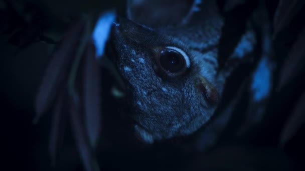 夜莺夜间在树梢生有幼鱼的一种雌性角果 新加坡 — 图库视频影像