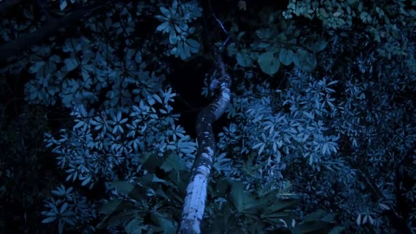 Vue Forêt Tropicale Nuit Bornéo Malaisie — Video