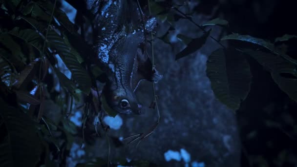 Bir Dişi Kolugo Galeopterus Variegatus Bebek Gece Ağaçların Tepesinde Singapur — Stok video
