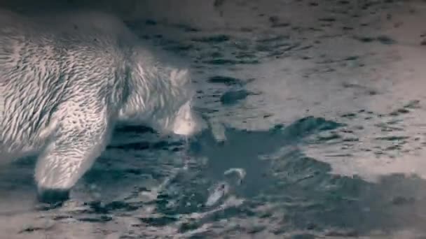 알래스카 해안에서 장소를 떠나는 회색곰 빌리스 연어를 사냥하고 카메라 — 비디오