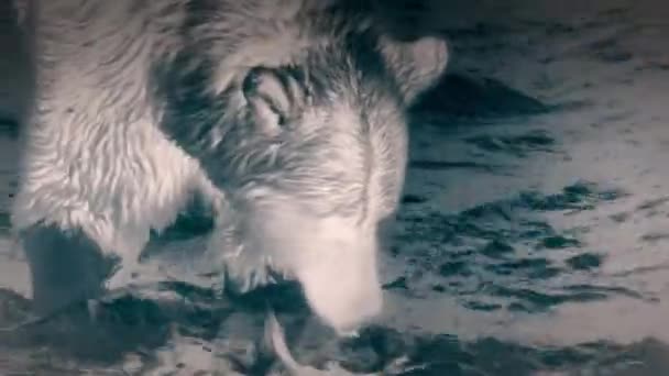 グリズリークマ ウルスは恐ろしいものを発見しました 夜にアラスカ沿岸の産卵場に向かうサーモンを狩ります 熱画像化カメラ映像 — ストック動画
