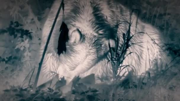 グリズリークマ ウルスは恐ろしいものを発見しました 夜にアラスカ沿岸の産卵場に向かうサーモンを狩ります 熱画像化カメラ映像 — ストック動画