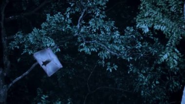 Bir dişi kolugonun (Galeopterus variegatus) yavaş hareketi ve geceleri ağaçların tepesinden süzülen bebek, Singapur.