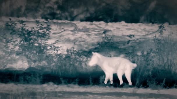 알래스카 해안의 늑대는 밤에는 알래스카 해안에서 야행성을 카메라 — 비디오