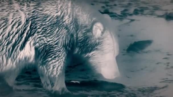 Ursus Arctos Horribilis 捕猎鲑鱼 夜间在阿拉斯加海岸上游向它们的产卵地飞去 热成像摄像机镜头 — 图库视频影像