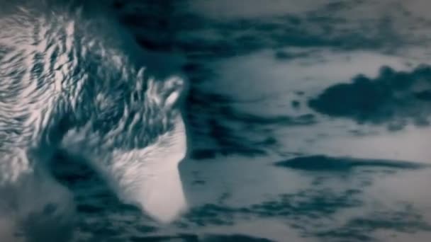 Boz Ayı Ursus Arctos Horribilis Geceleri Alaska Kıyılarındaki Yumurtlama Bölgelerine — Stok video