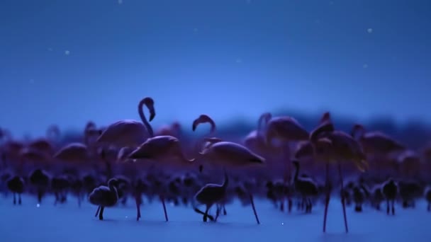 Caraïbische Flamingo Phoenicopterus Ruber Voeden Haar Kuiken Het Broedseizoen Nachts — Stockvideo