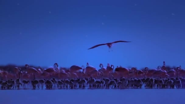 Een Kudde Caribische Flamingo Phoenicopterus Ruber Kuikens Het Broedseizoen Nachts — Stockvideo