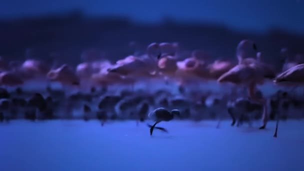 멕시코 유카탄 카리브해 플라밍고 포에니 새끼들 식기에 무리를 번식합니다 라이트 — 비디오