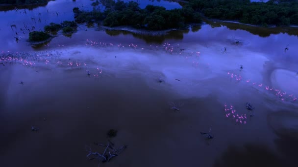 Luftaufnahme Einer Herde Karibischer Flamingos Phoenicopterus Ruber Und Küken Der — Stockvideo