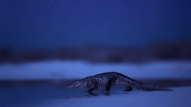 멕시코 유카탄 도에서는 악어의 야행성 동물을 자세히 합니다 라이트 카메라 — 비디오