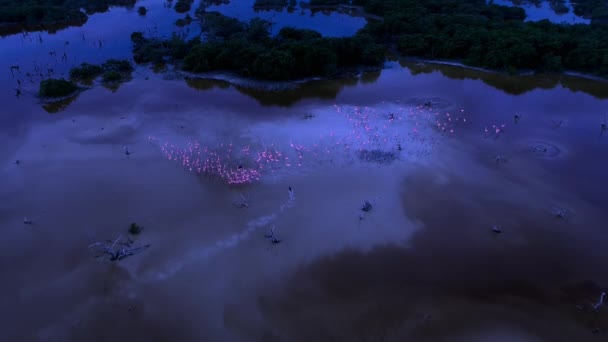メキシコのユカタン半島で繁殖期にカリブ海フラミンゴ フェニコプターゴム と雛の群れの空中ビュー 低光のカメラ映像 — ストック動画
