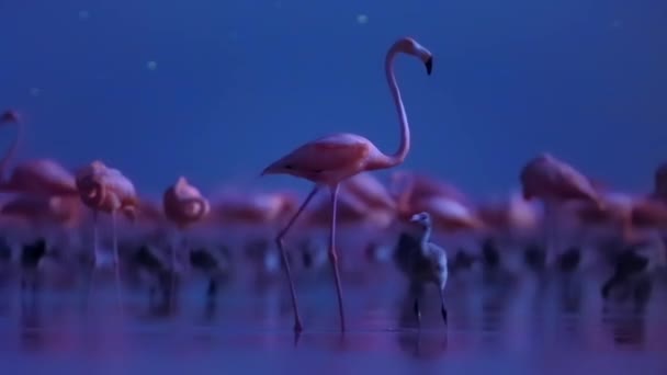 メキシコのユカタン半島の夜の繁殖期に カリブ海のフラミンゴ フェニコプターのゴム と雛の群れ 低光のカメラ映像 — ストック動画